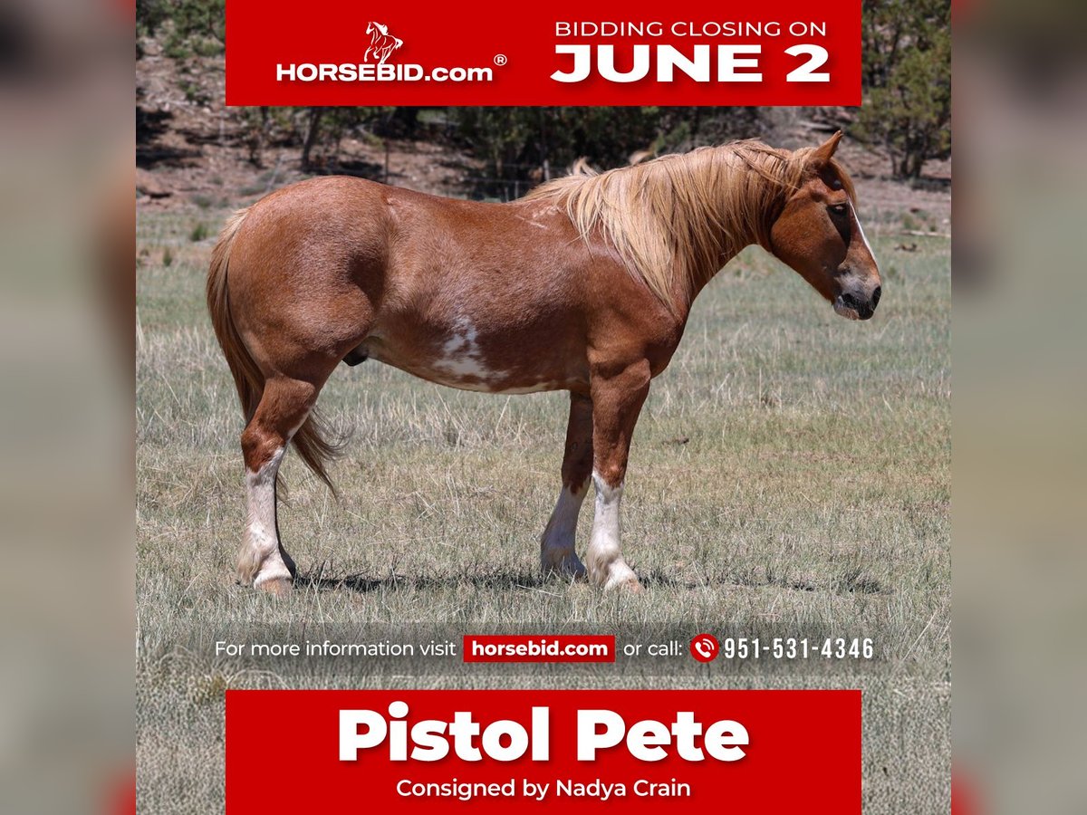 Quarter Pony Mix Castrone 6 Anni 142 cm Sauro ciliegia in Camp Verde, AZ