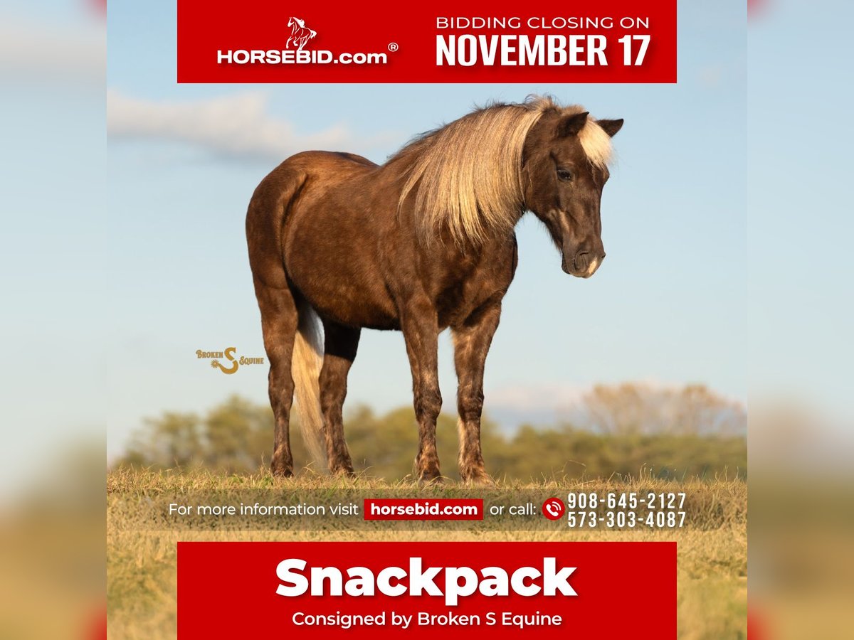 Quarter Pony Castrone 7 Anni 137 cm Palomino in Bogard