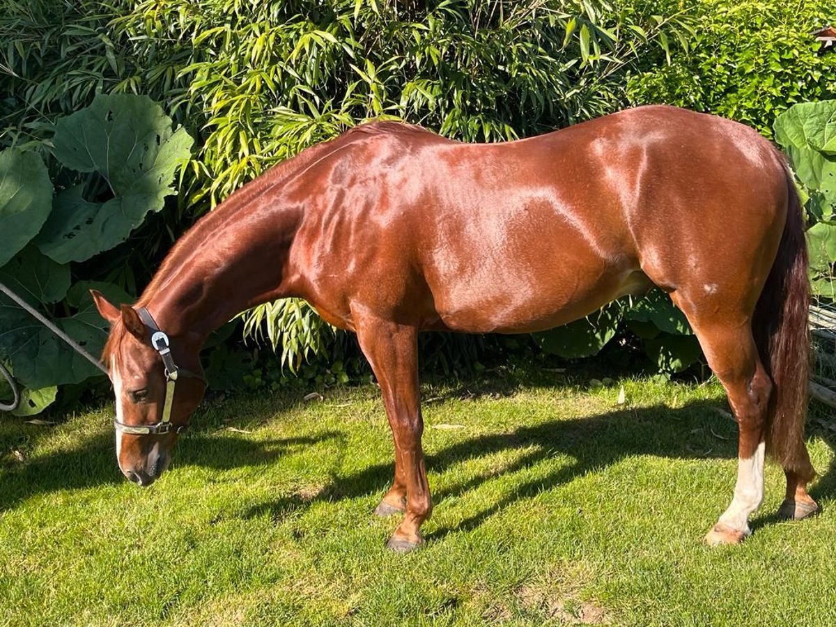 Quarter Pony Castrone 7 Anni 144 cm Sauro ciliegia in Kranenburg