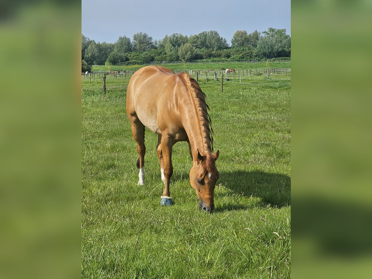 Quarter Pony Castrone 7 Anni 150 cm Red dun in Aalsmeer