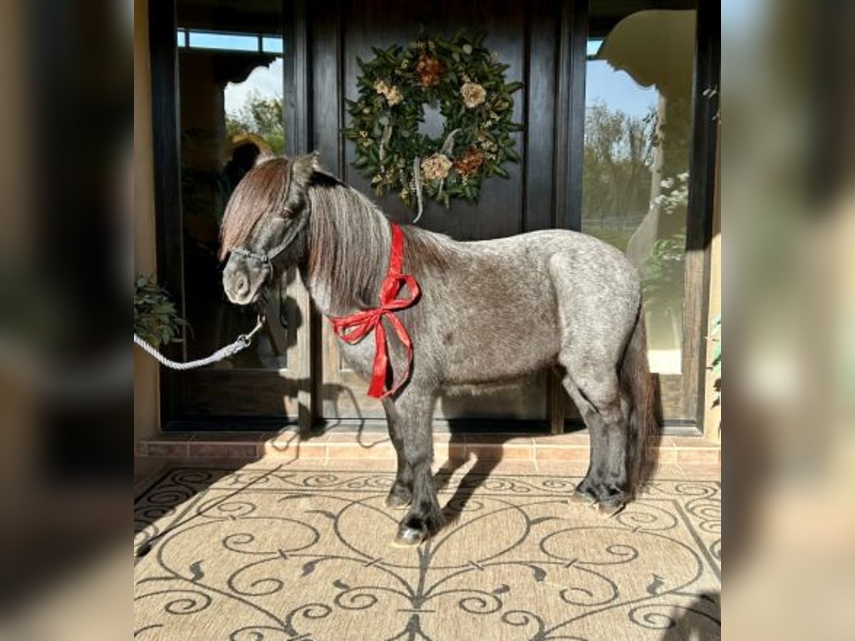 Quarter Pony Castrone 7 Anni in Jefferson