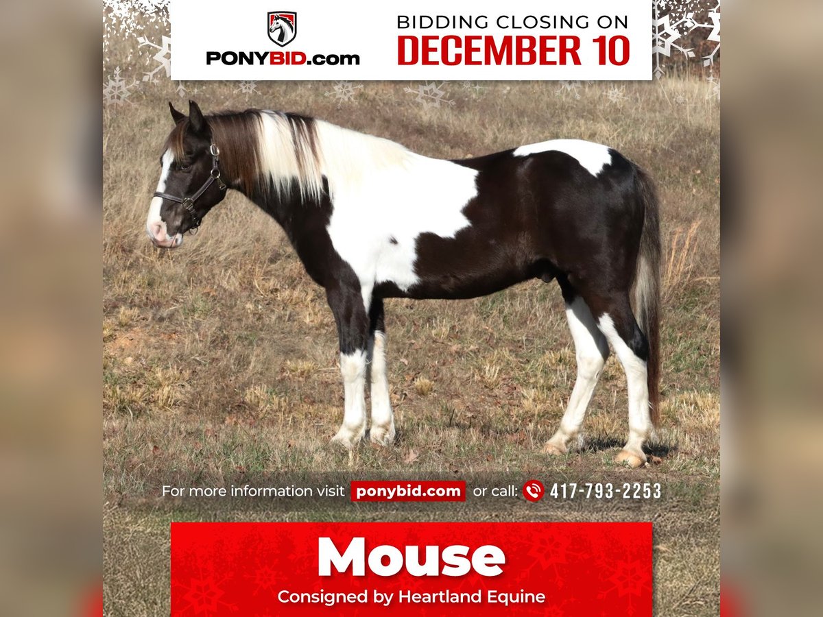 Quarter Pony Castrone 8 Anni 130 cm Pezzato in Mount Vernon