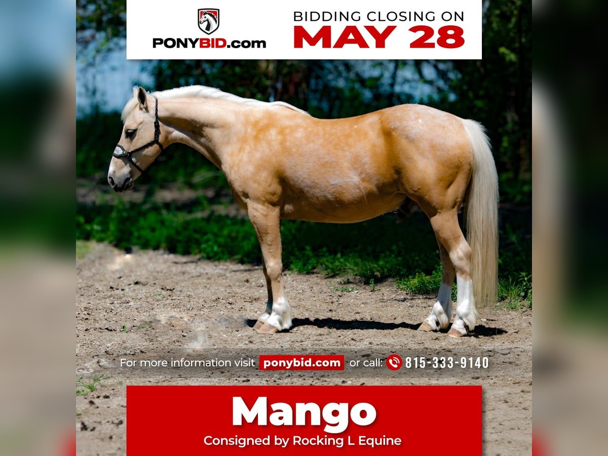 Quarter Pony Castrone 8 Anni 132 cm Palomino in Joy