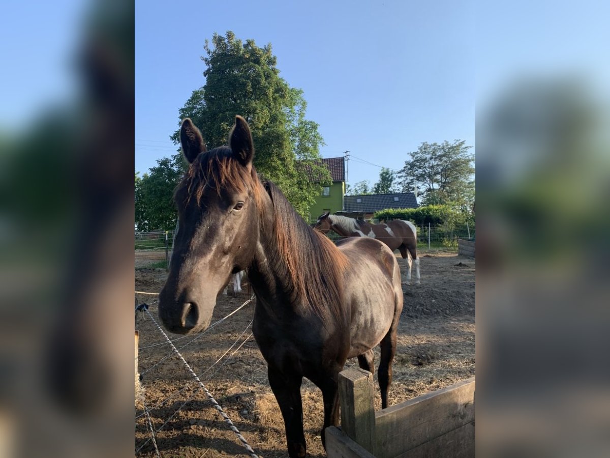 Quarter pony Étalon 4 Ans 148 cm Noir in Hennef