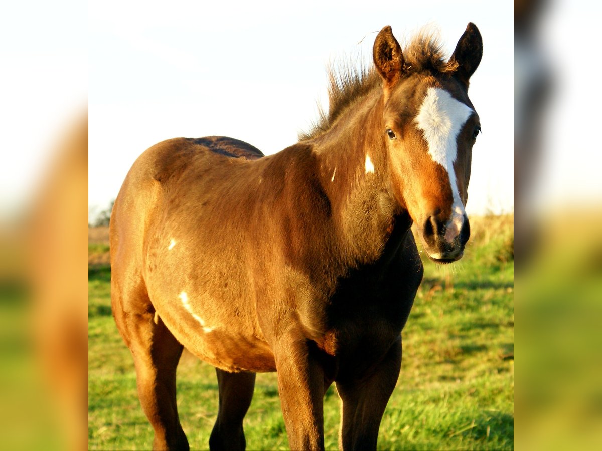 Quarter pony Étalon Poulain (06/2025) 148 cm Overo-toutes couleurs in Velpke