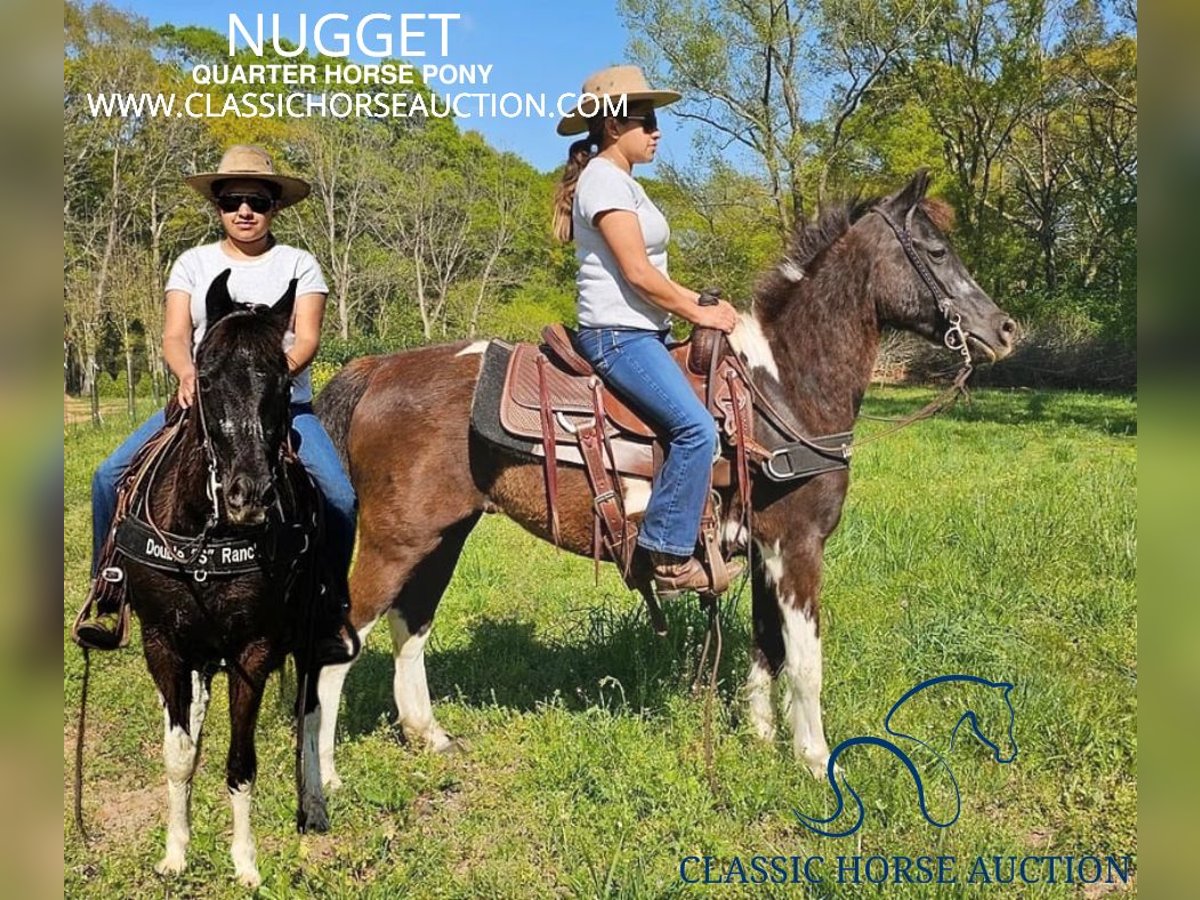 Quarter Pony Gelding 14 years 13 hh Tobiano-all-colors in Gillsville, GA