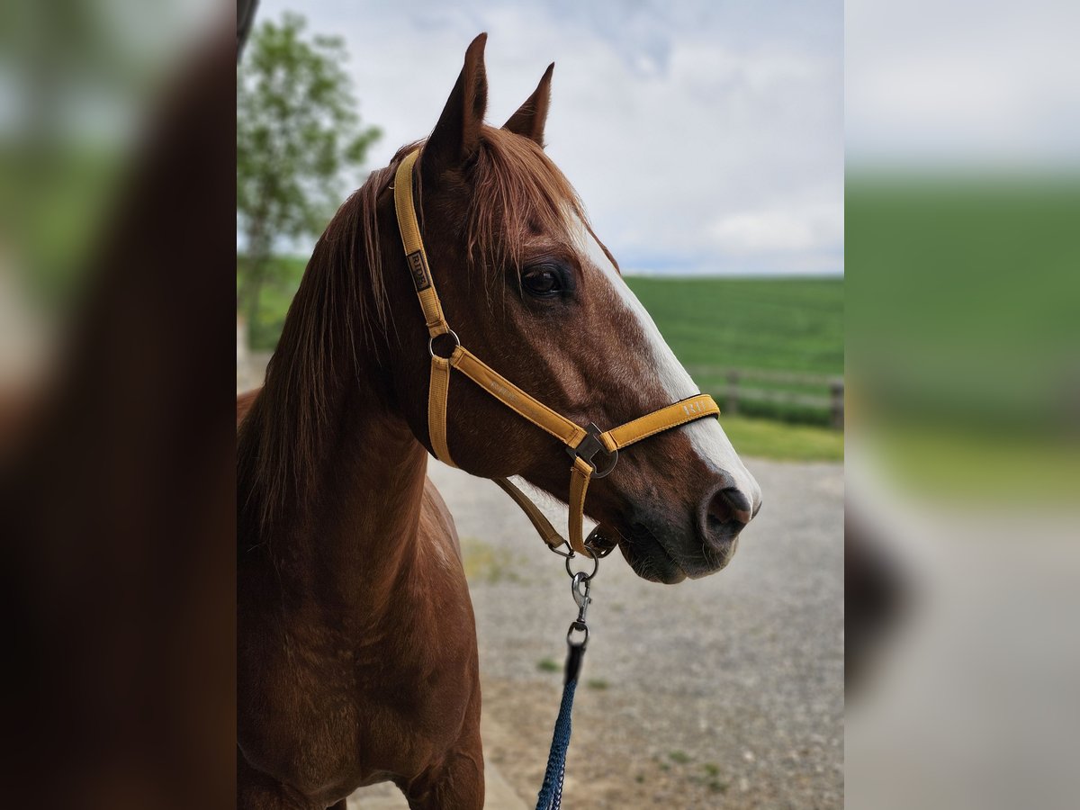 Quarter Pony Gelding 16 years 15,1 hh Chestnut-Red in Wertingen