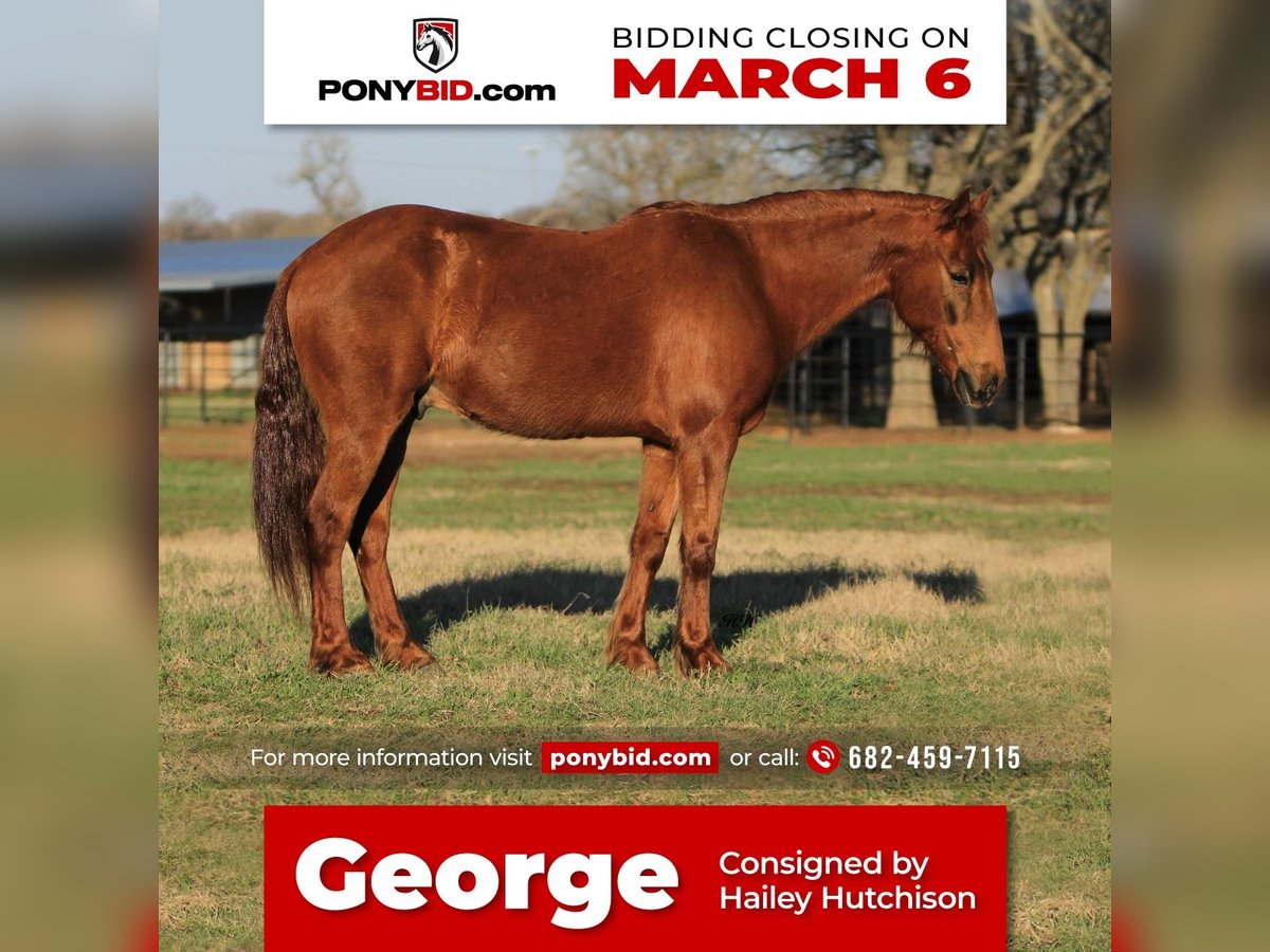 Quarter Pony Gelding 16 years Sorrel in Joshua, TX