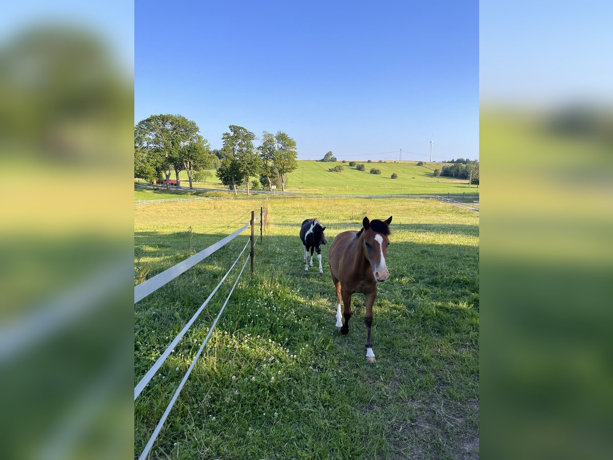 Quarter Pony Mix Gelding 2 years 13,2 hh Brown in Klein Sien