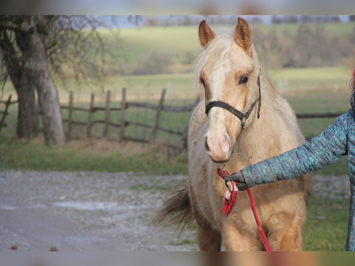 Quarter Pony Mix Gelding 2 years 14,2 hh Palomino in Buchen (Odenwald)