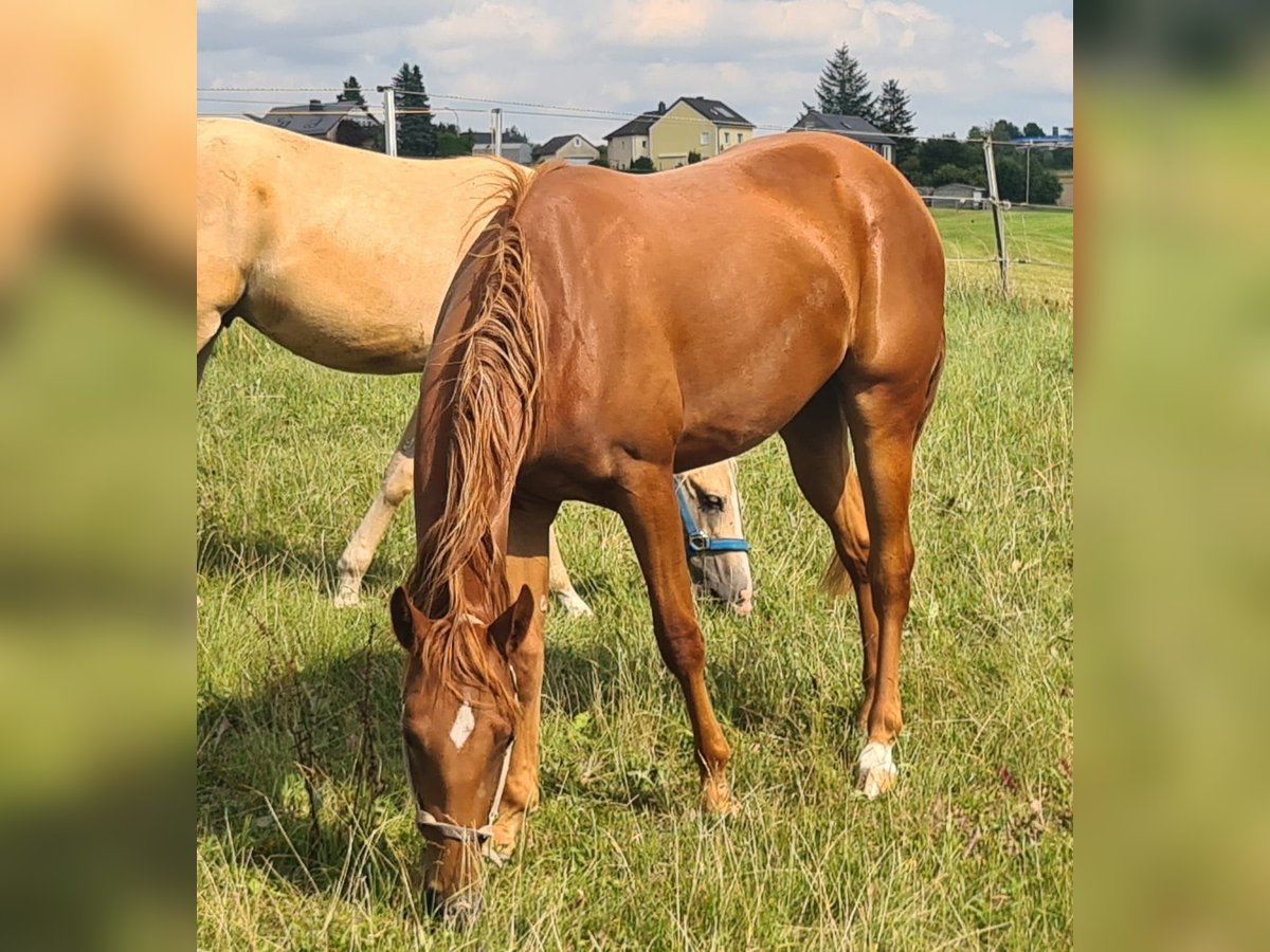 Quarter Pony Gelding 2 years 14,2 hh Chestnut-Red in Selbitz