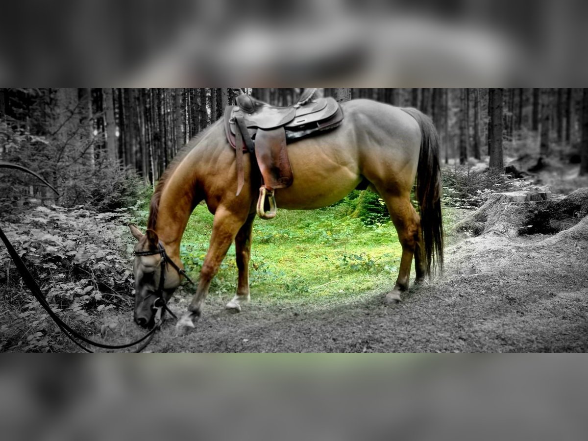 Quarter Pony Gelding 3 years 14,1 hh Red Dun in Innsbruck
