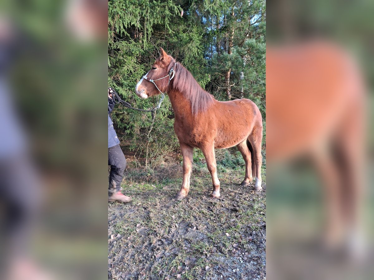 Quarter Pony Mix Gelding 5 years 13,2 hh Chestnut-Red in Schönau