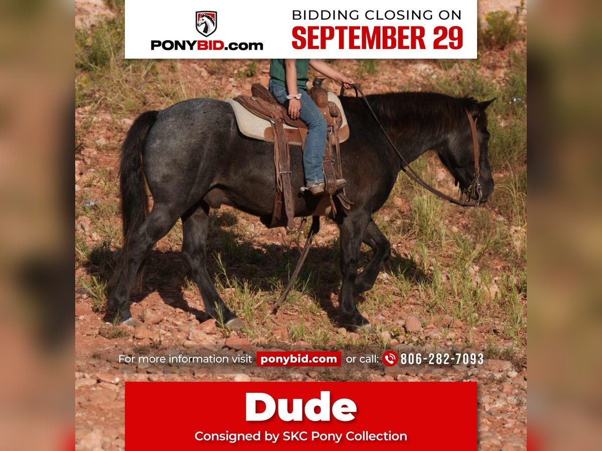 Quarter Pony Gelding 5 years 13 hh Roan-Blue in Canyon