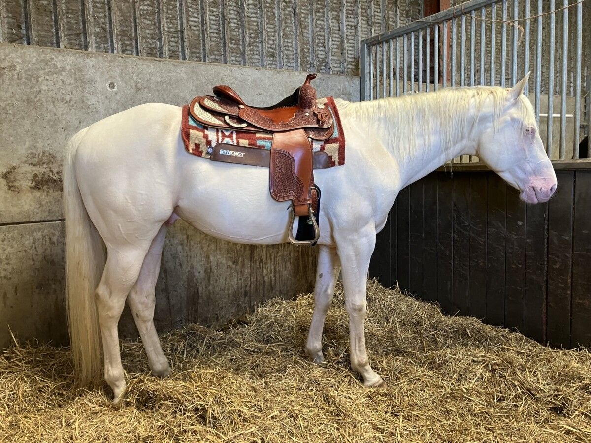 Quarter Pony Gelding 5 years 15 hh Cremello in Peoria Heights
