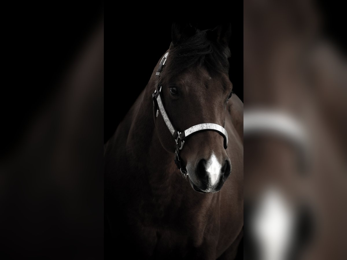 Quarter Pony Gelding 6 years 13,3 hh Brown in Nettersheim