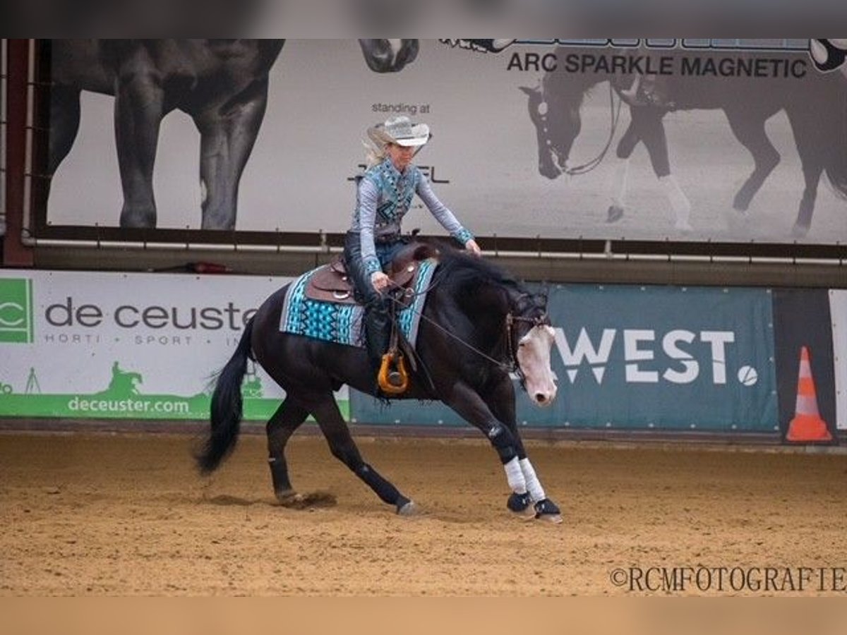 Quarter Pony Gelding 6 years 14,2 hh Black in Luxemburg