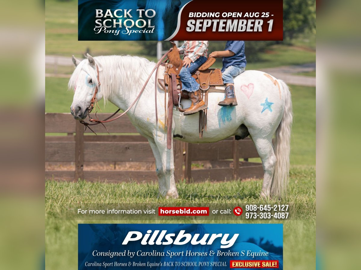 Quarter Pony Mix Gelding 7 years 11,3 hh Grey in Clover