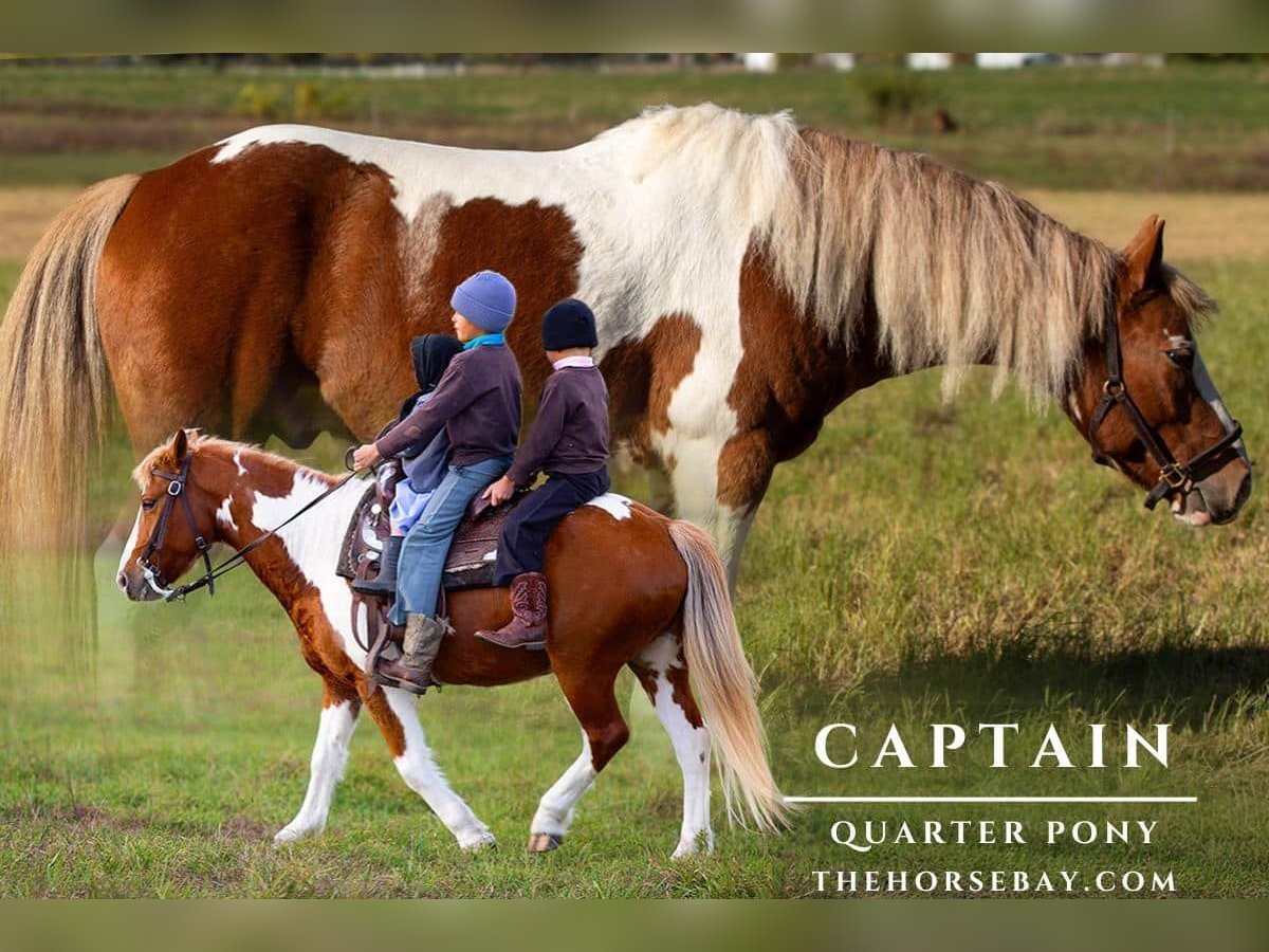 Quarter Pony Gelding 7 years 13 hh Tobiano-all-colors in Topeka, IN