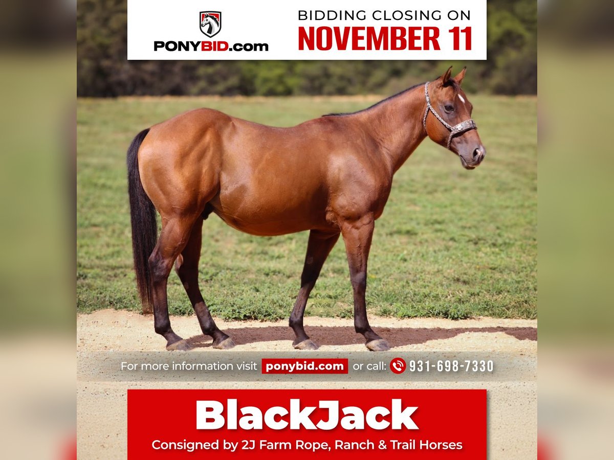 Quarter Pony Gelding 8 years 13,3 hh Bay in Culleoka