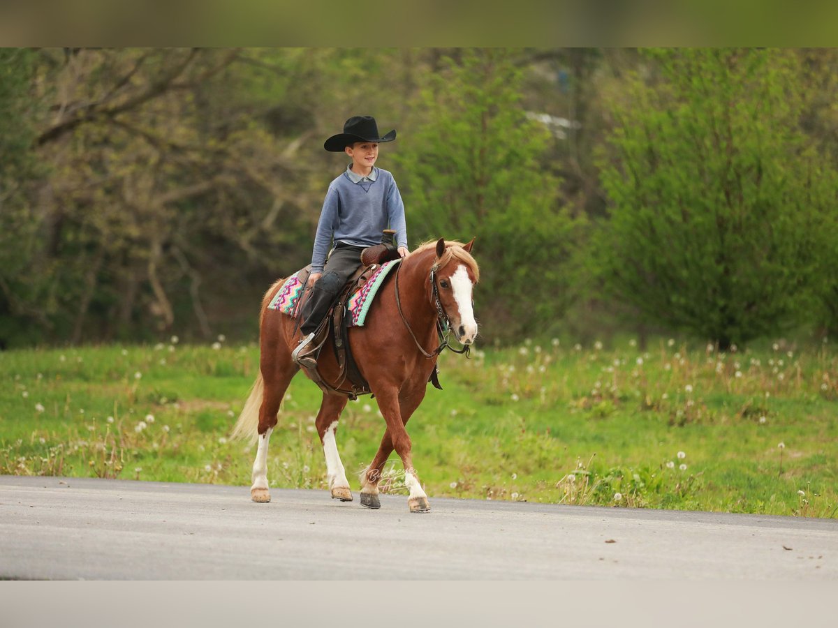Quarter Pony Gelding 8 years Sorrel in Millersburg
