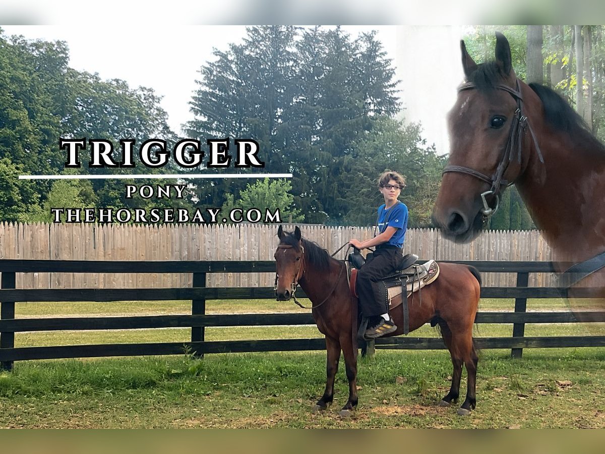 Quarter Pony Gelding 9 years 12,2 hh Bay in Coatesville, PA