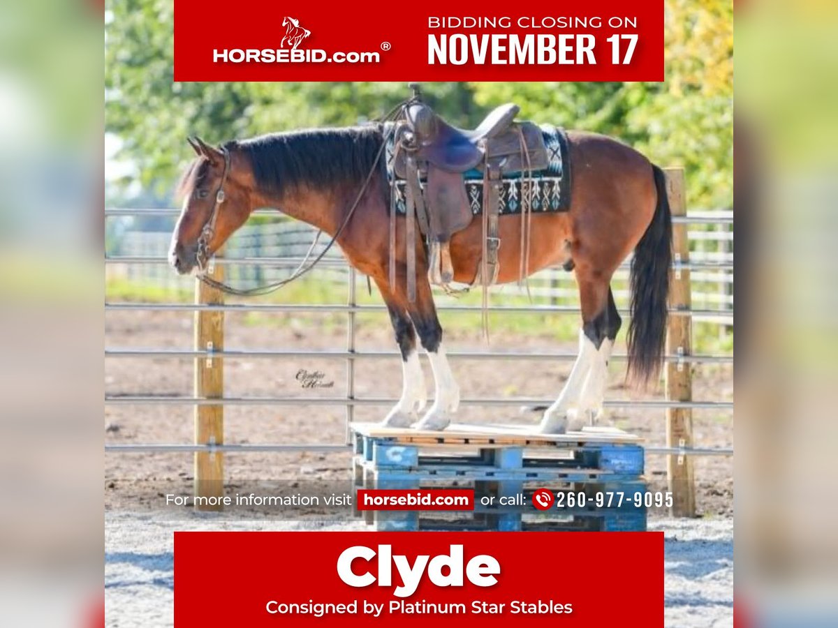 Quarter Pony Gelding 9 years 13,2 hh Bay in Independence