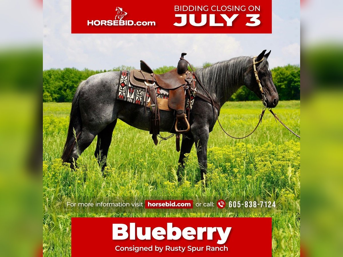 Quarter Pony Giumenta 13 Anni 142 cm Roano blu in Valley Springs, SD