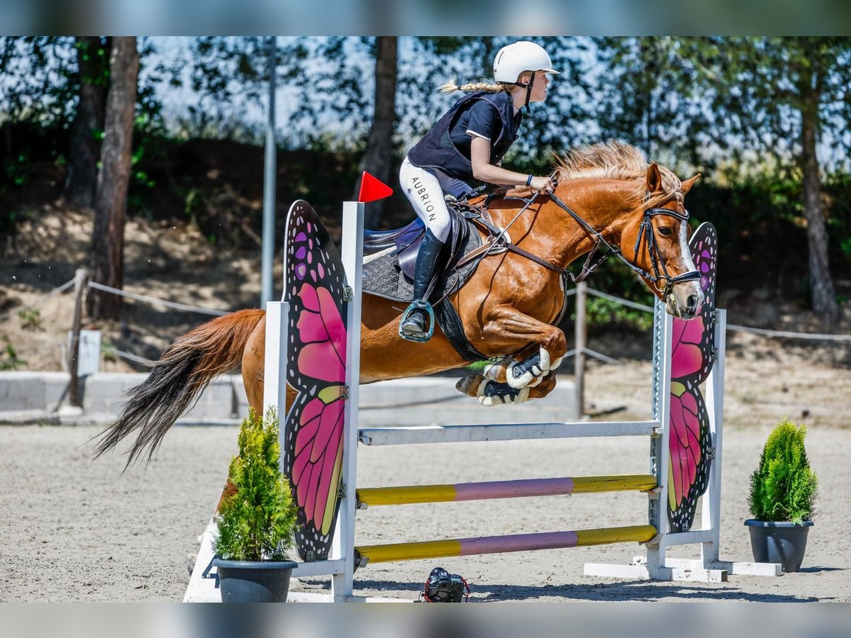 Quarter Pony Giumenta 14 Anni 145 cm Falbo in Madrid