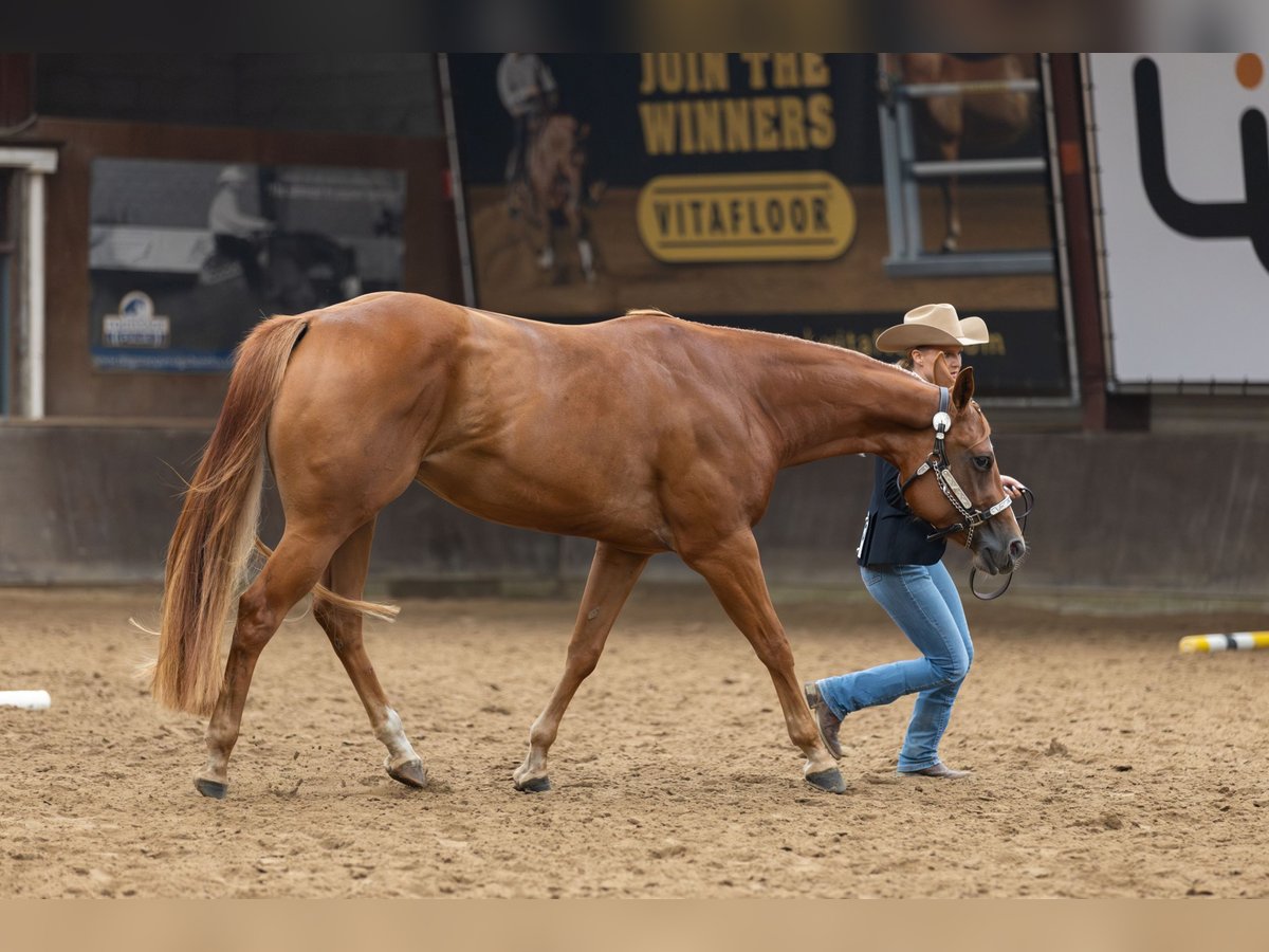 Quarter Pony Giumenta 4 Anni 159 cm Sauro in Monschau