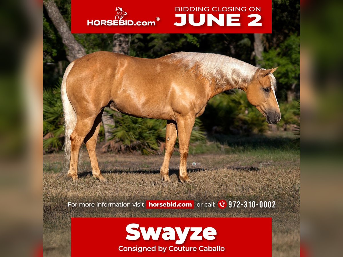 Quarter Pony Giumenta 7 Anni 137 cm Palomino in Crystal River, FL