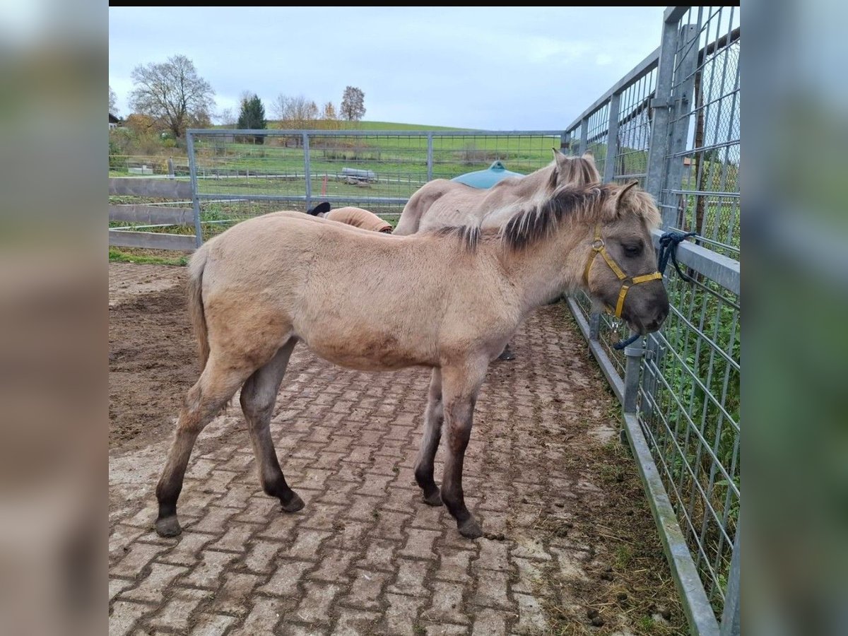 Quarter Pony Mix Giumenta Puledri (04/2025) 150 cm in Bernbeuren Quarter Pony Mix Giumenta Puledri (04/2025) 150 cm in Bernbeuren