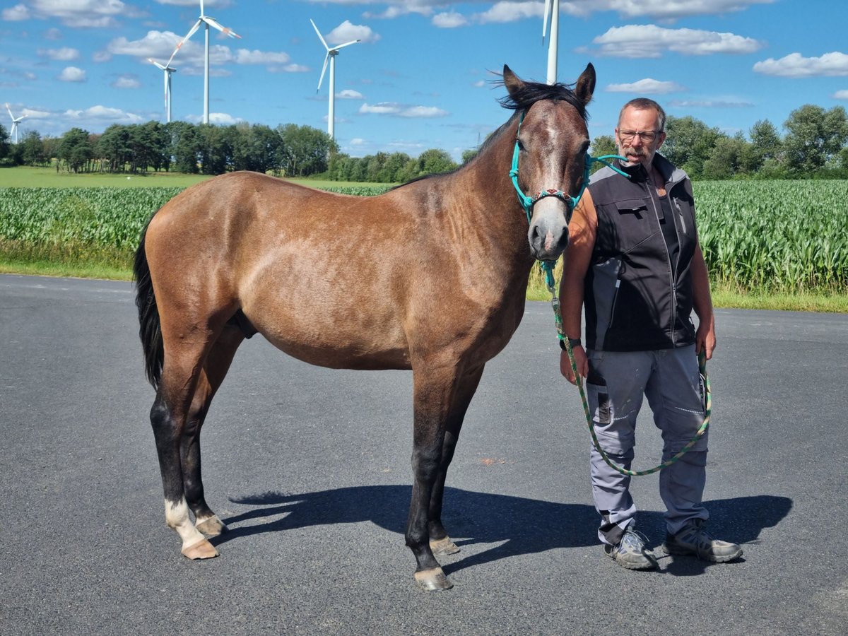 Quarter Pony Mix Hengst 2 Jaar 147 cm Roan-Red in Vacha