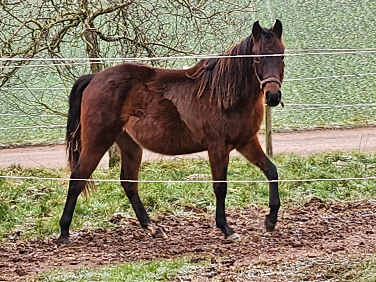 Quarter Pony Hengst 2 Jahre 149 cm Brauner in Eppelborn