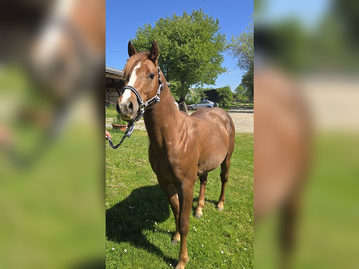 Quarter Pony Hengst 3 Jahre 137 cm Dunkelfuchs in Waldbröl