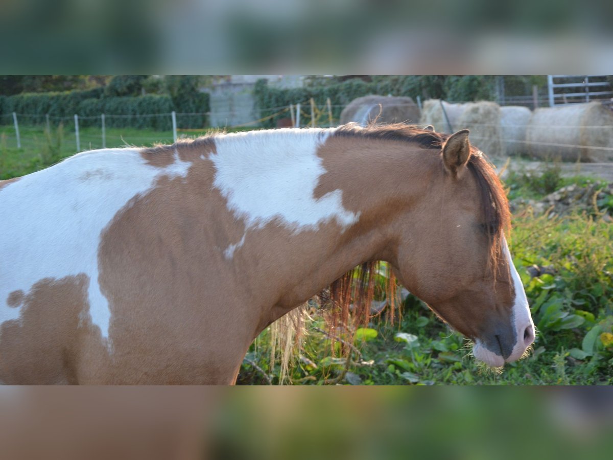Quarter Pony Hengst Falbe in Kalbe(milde)