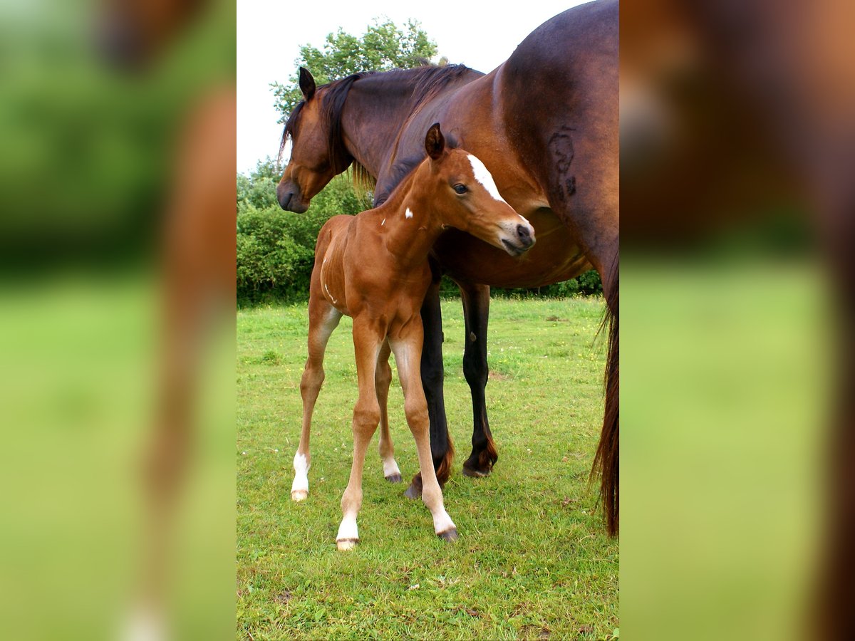Quarter Pony Hengst  148 cm Brauner in Velpke