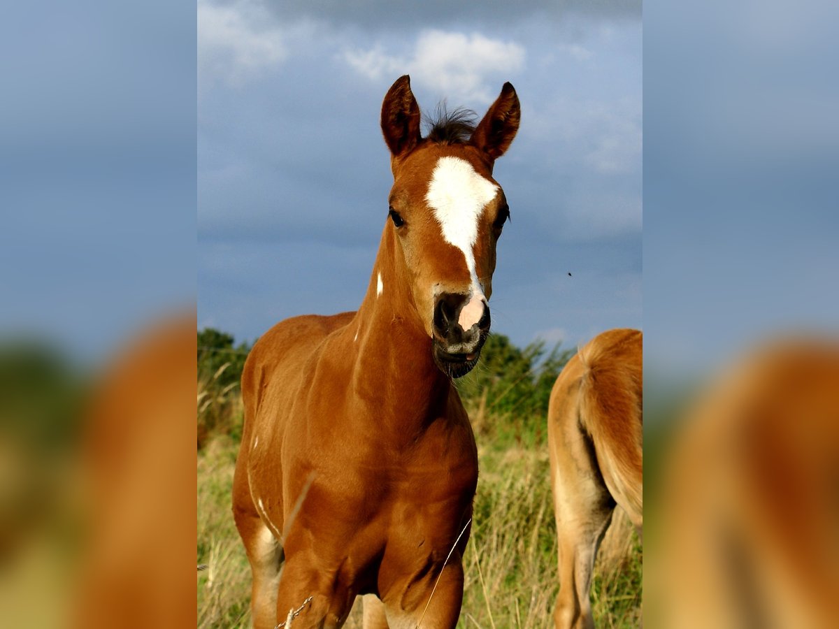 Quarter Pony Hengst Fohlen (06/2025) 148 cm Brauner in Velpke