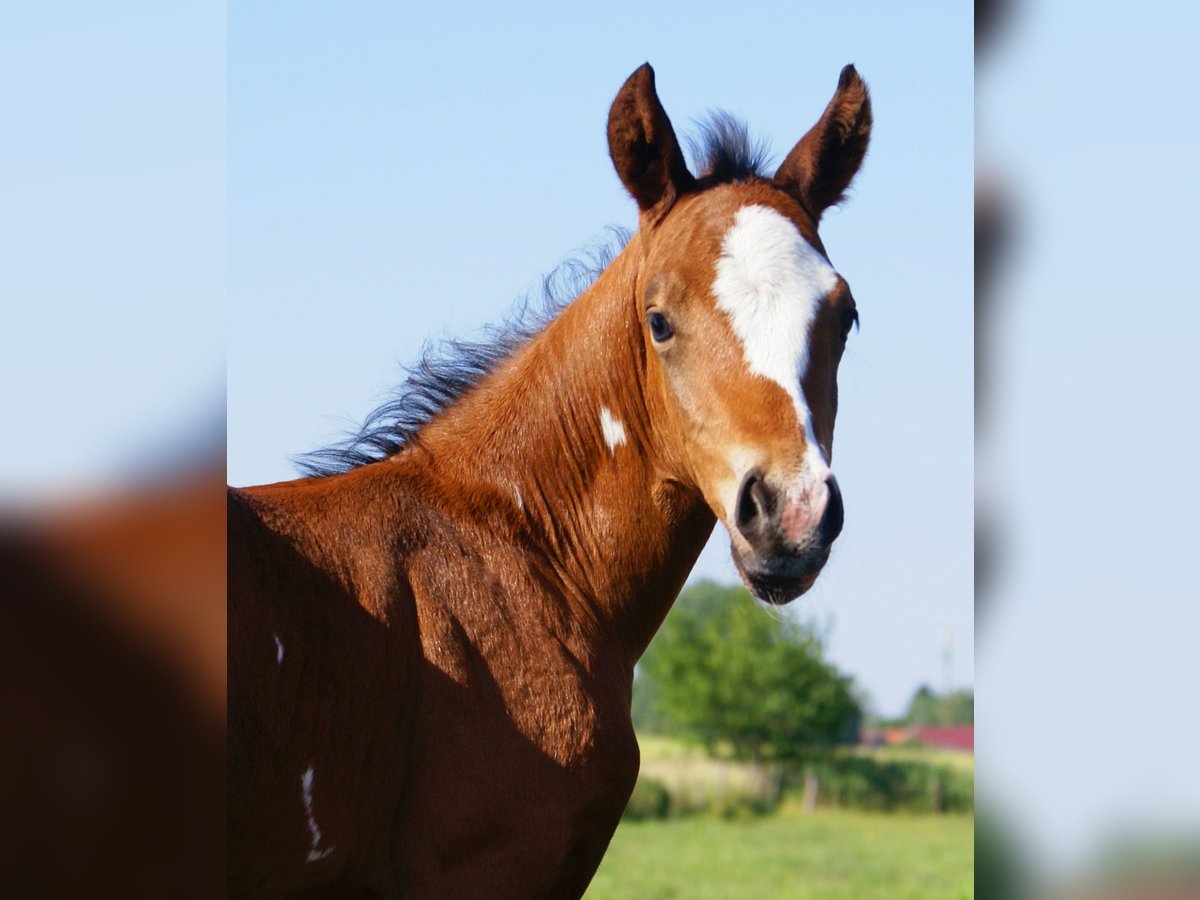 Quarter Pony Hengst  148 cm Brauner in Velpke