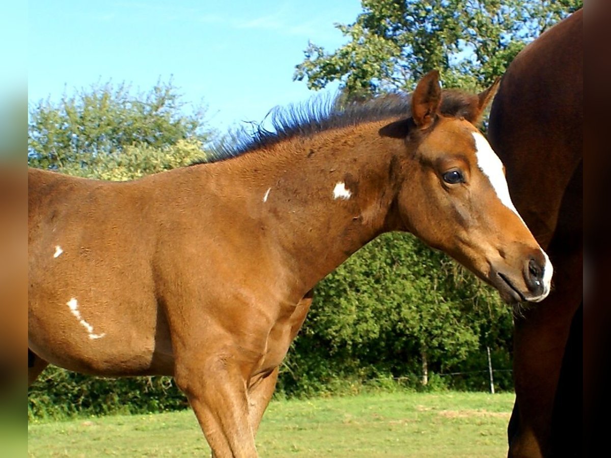 Quarter Pony Hengst Fohlen (06/2025) 148 cm Dunkelbrauner in Velpke