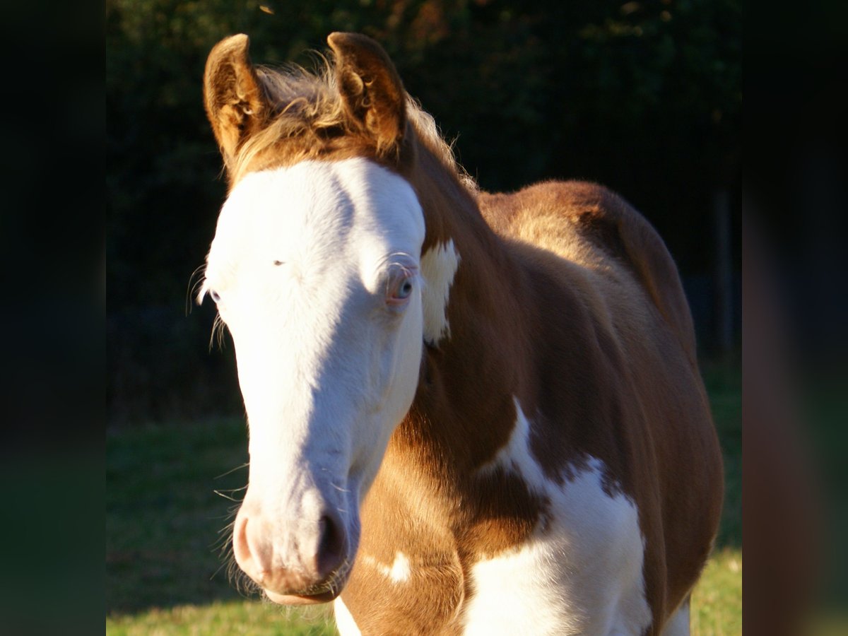 Quarter Pony, Hengst in Velpke