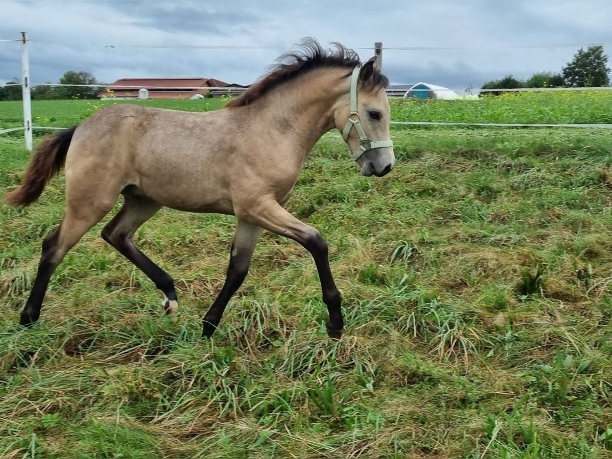 Quarter Pony Mix Hengst Fohlen (05/2024) 150 cm Buckskin in Grünau im Almtal