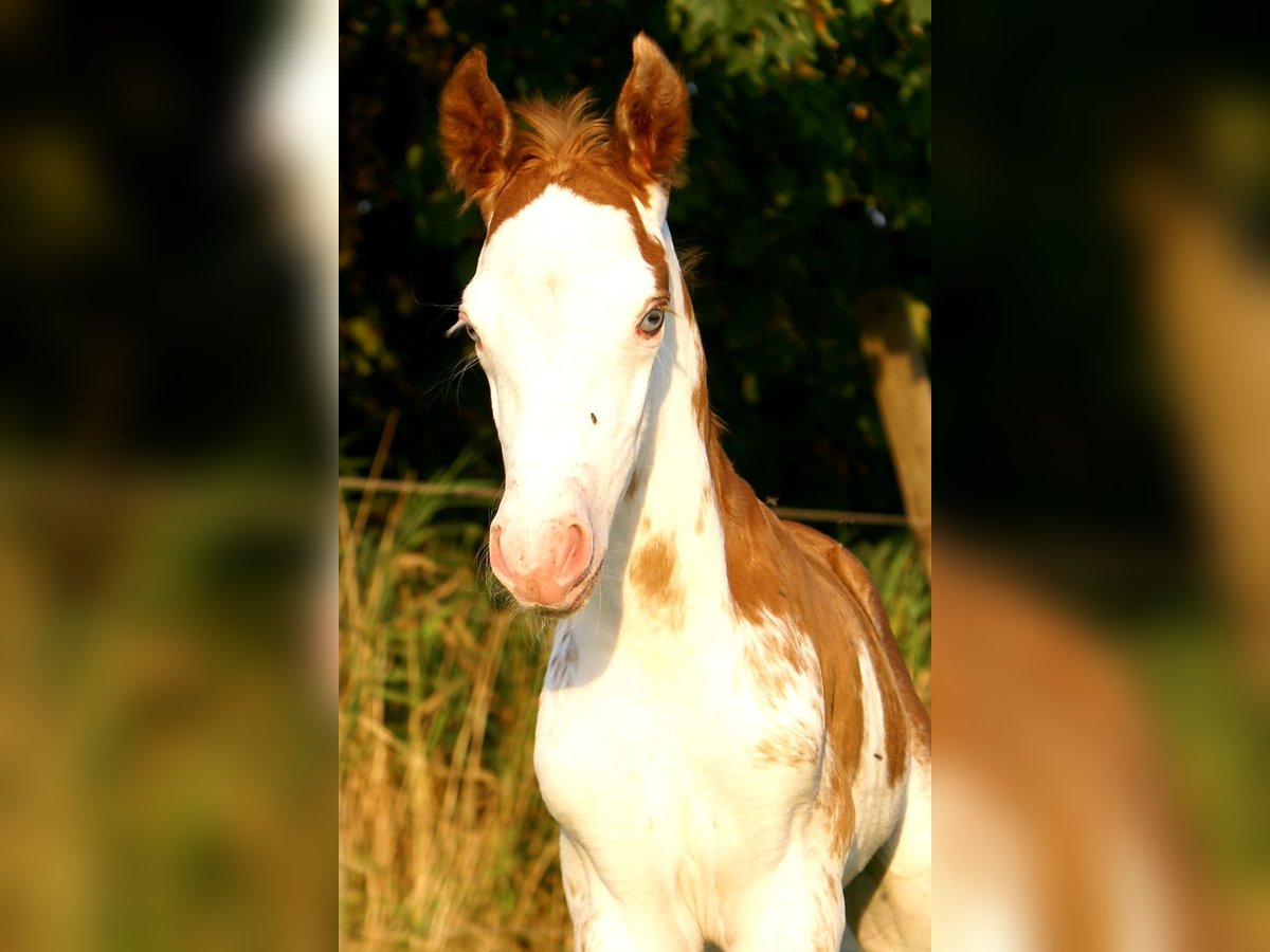 Quarter Pony Hengst Fohlen (08/2025) 150 cm Overo-alle-Farben in Velpke