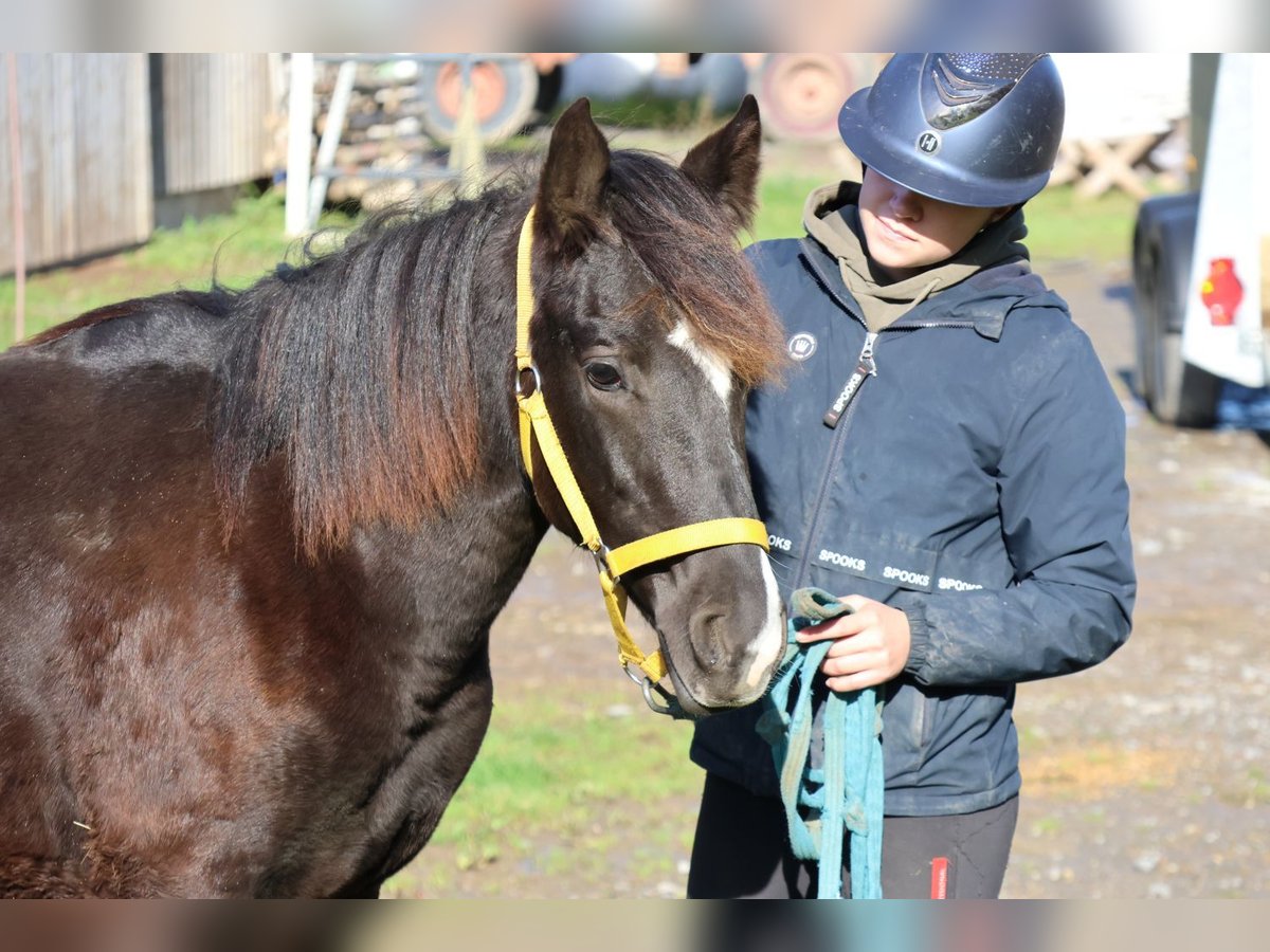 Quarter Pony Mix Hengst Fohlen (01/2025) 150 cm Rappe in Buchen Waldhausen Quarter Pony Mix Hengst Fohlen (01/2025) 150 cm Rappe in Buchen Waldhausen