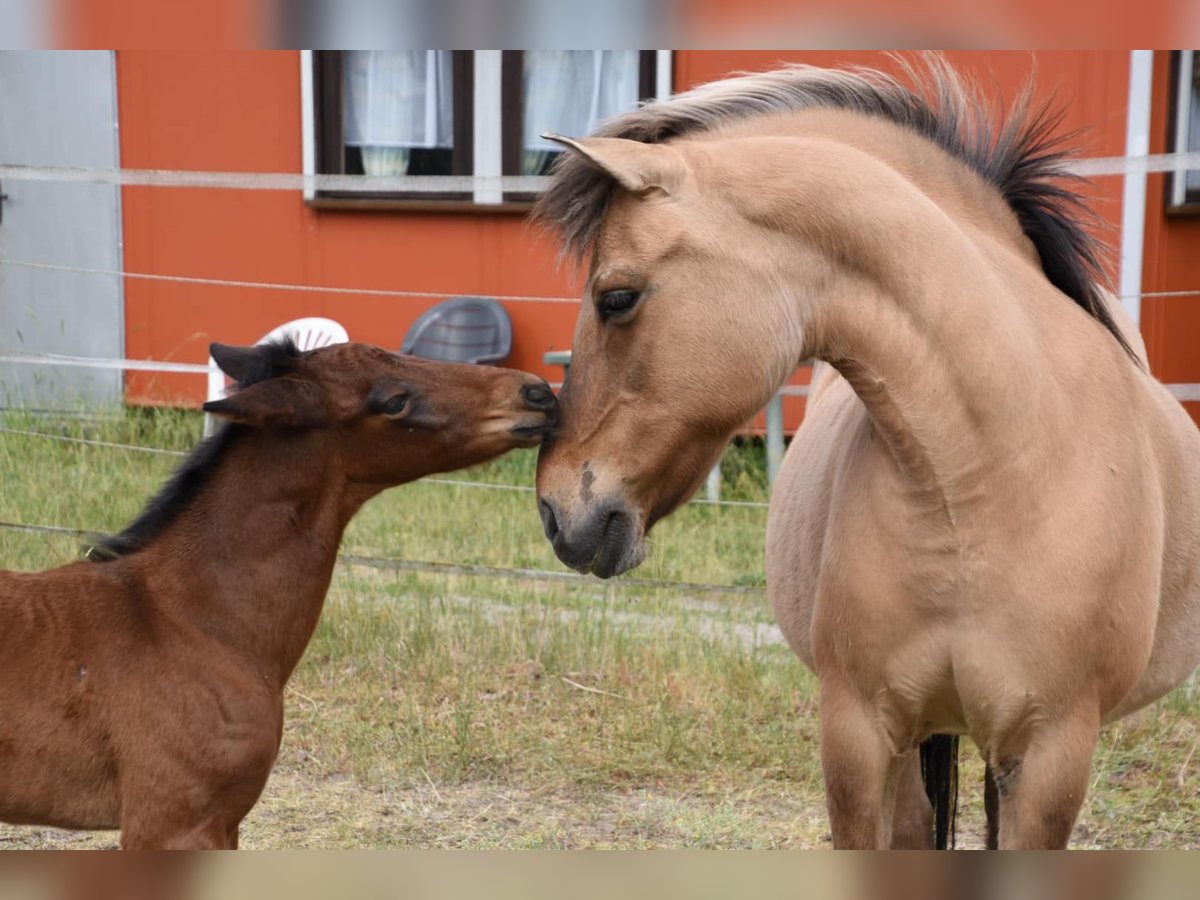 Quarter Pony Hengst veulen (05/2024) 130 cm Lichtbruin in Dessau