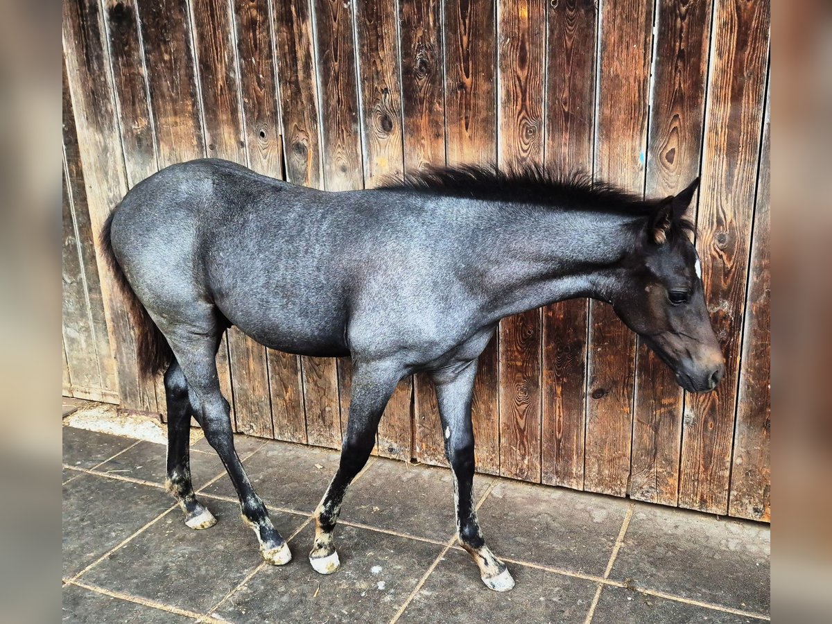 Quarter Pony Hengst Veulen (04/2025) 145 cm Blauwschimmel in Fichtenberg