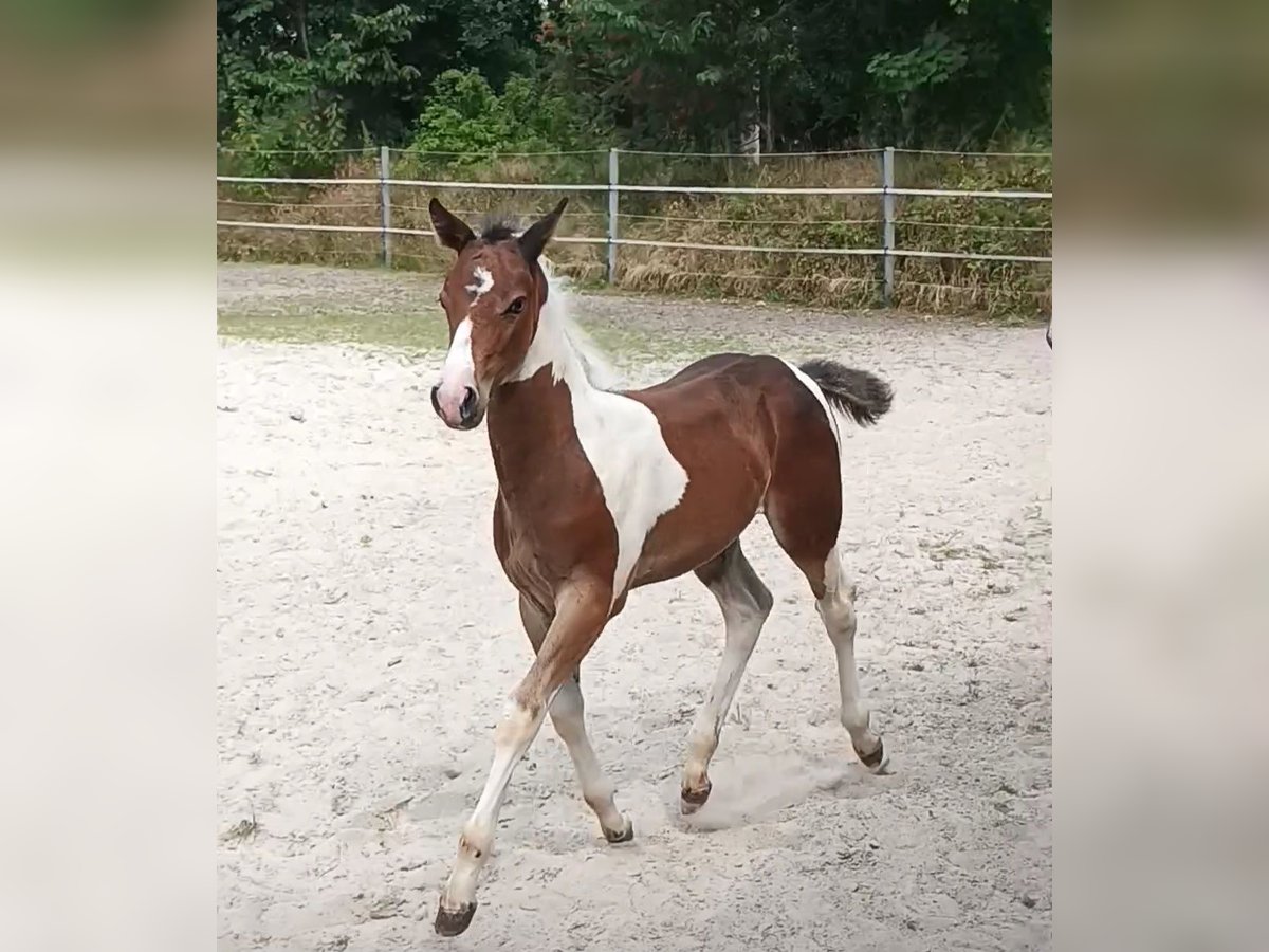 Quarter Pony Hengst veulen (06/2024) 150 cm Gevlekt-paard in Aurich