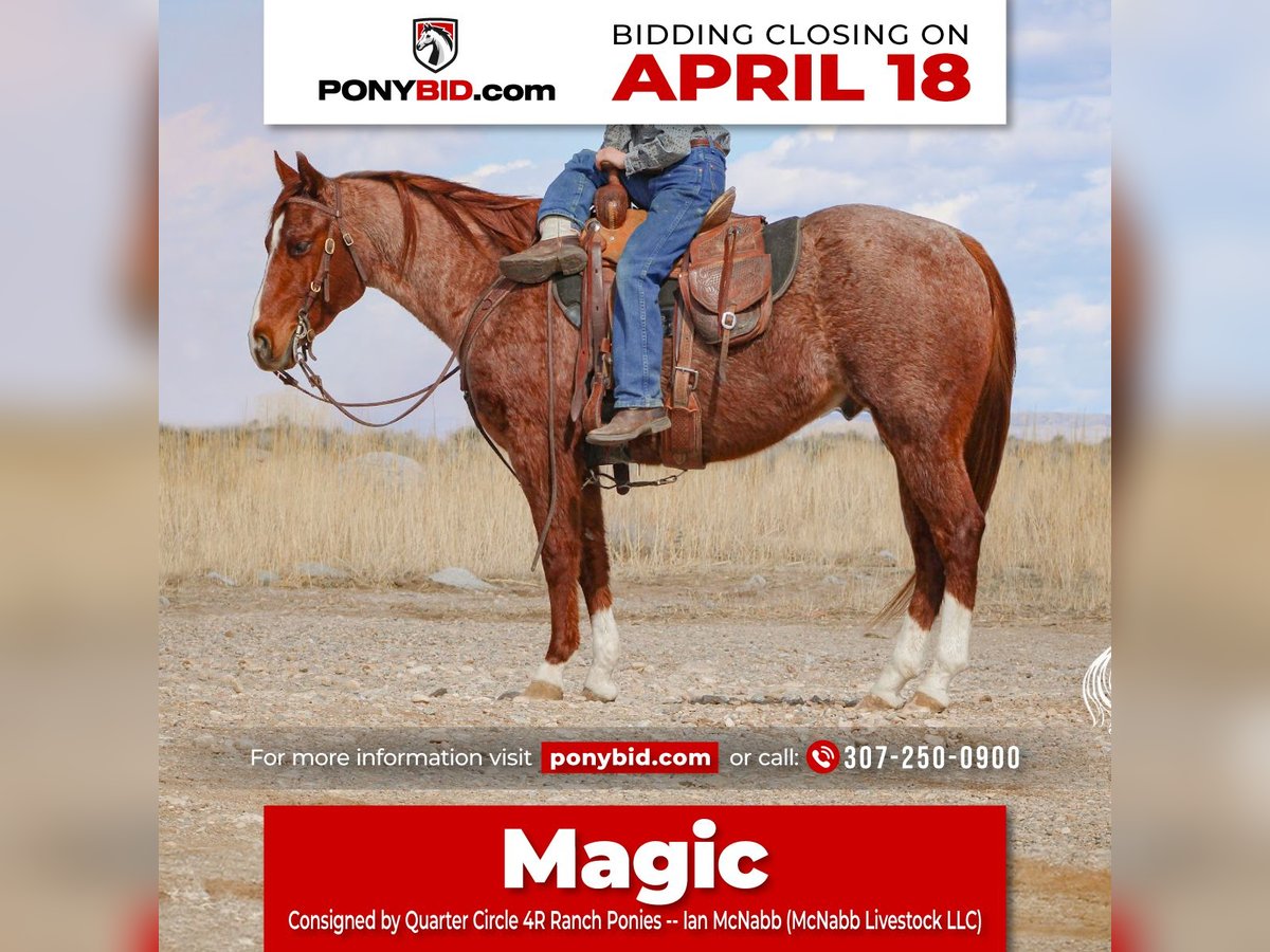 Quarter pony Hongre 13 Ans 135 cm Rouan Rouge in Cody, WY