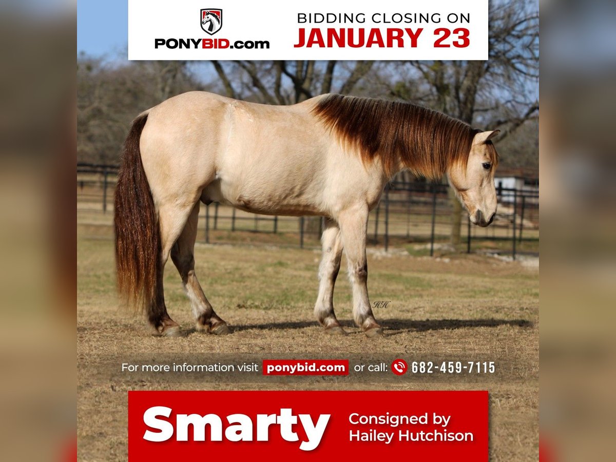 Quarter pony Hongre 14 Ans 132 cm Buckskin in Joshua, TX