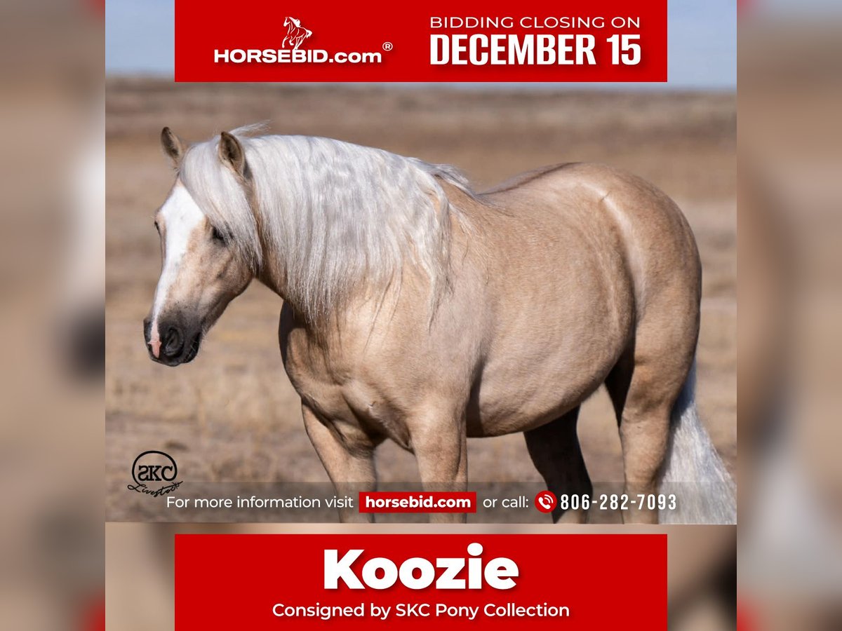 Quarter pony Hongre 6 Ans 127 cm Palomino in Canyon